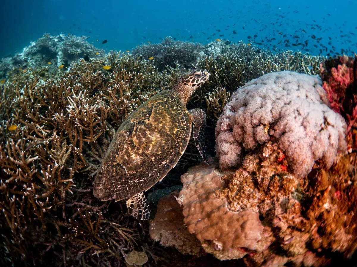 ****  Ban'S Diving Resort Koh Tao Thailand