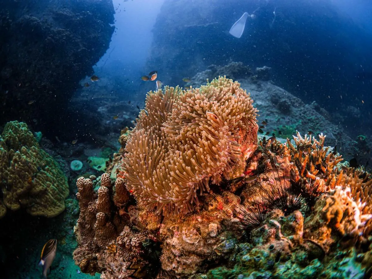 Ban'S Diving Resort Sha Extra Plus Ko Tao